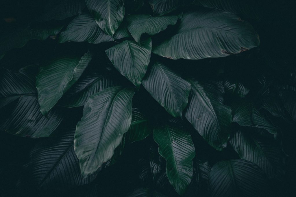 plante à feuilles vertes